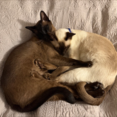 Stained Glass Windows, panels and doors from Stained Glass Work by Shelagh Davies